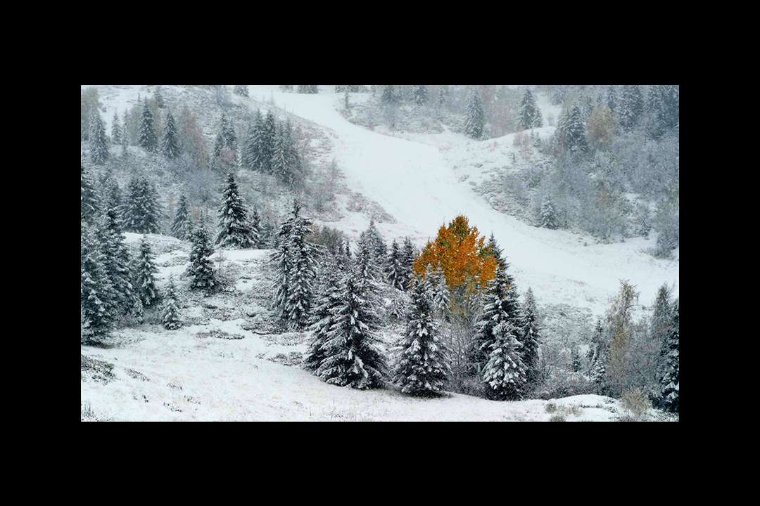 Trees Trees